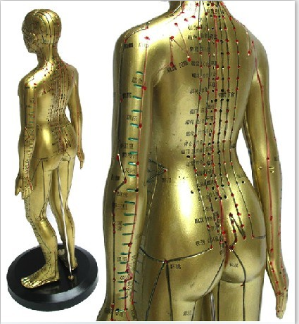 現(xiàn)代十四經(jīng)穴針灸女銅人